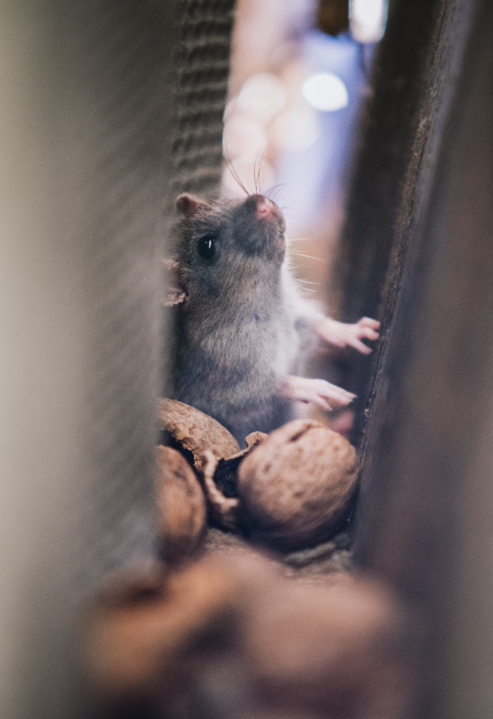 How to Help Get Rid of Mice in an Apartment