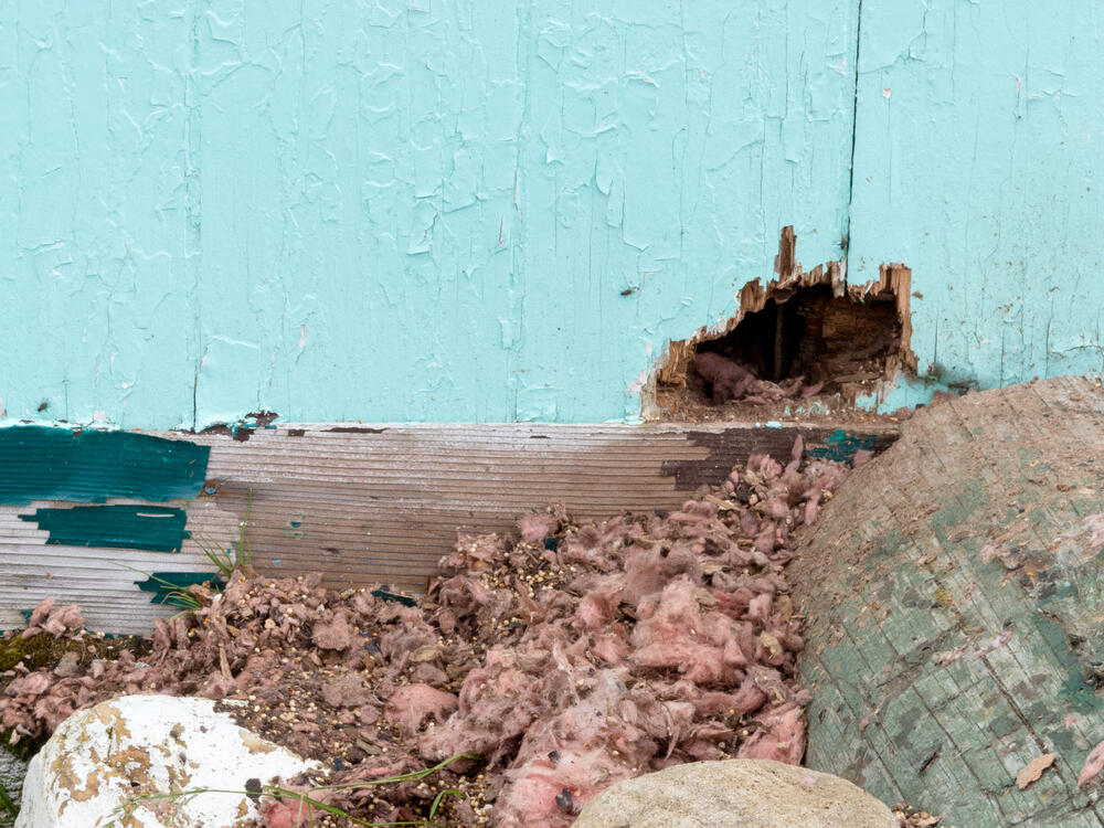 A rodents entry point where it has chewed a hole in a blue exterior wall. What are the signs of rodent infestation? Find out here from Cleveland Bee Removal.